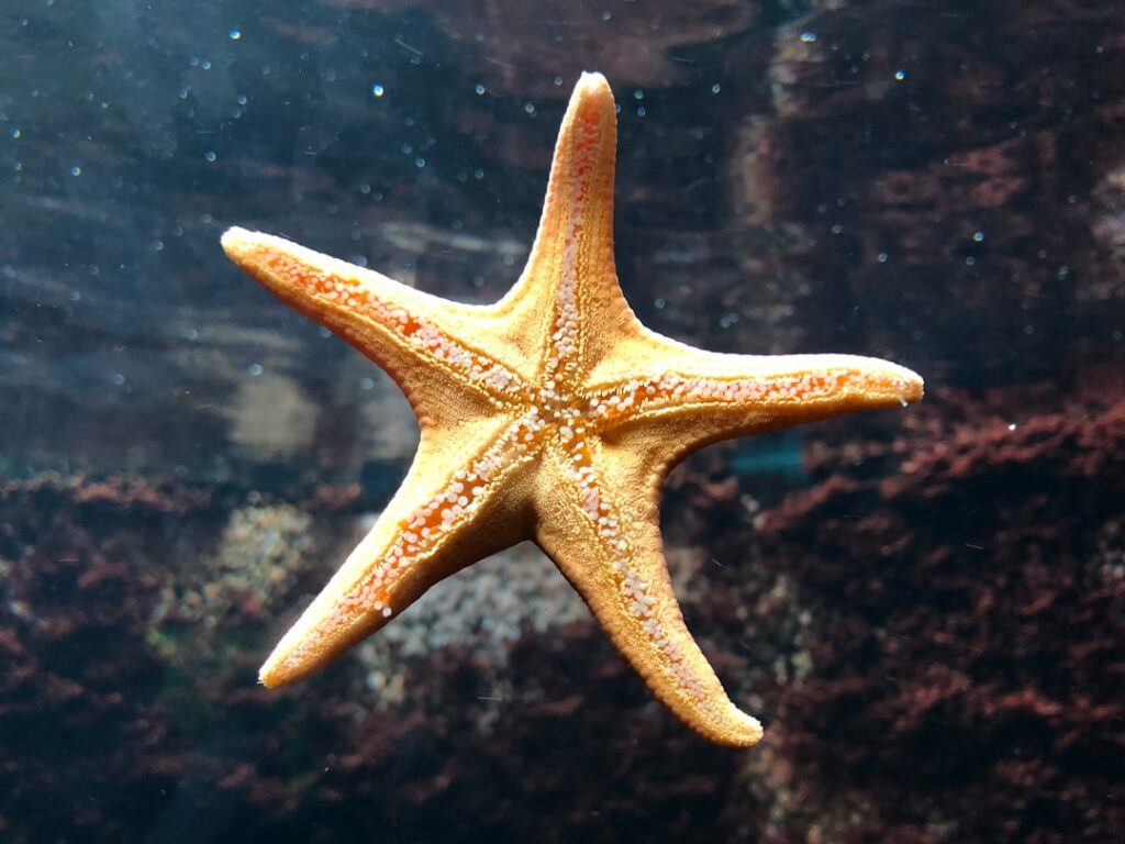 A Comprehensive Guide to Different Types of Starfish Species